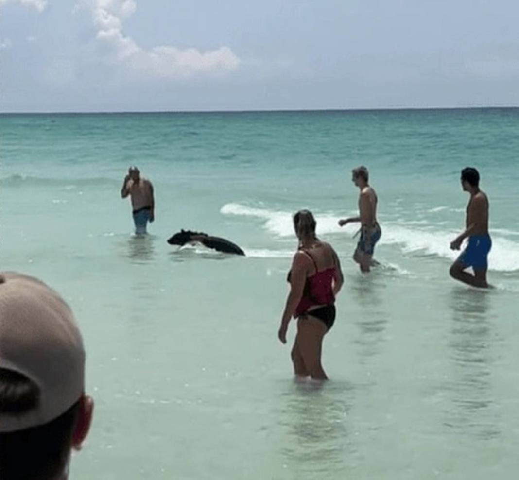 Denizden çıkan garip canlıyı gören herkes panikle kaçışmaya başladı! O anları izleyenler küçük dilini yuttu 8